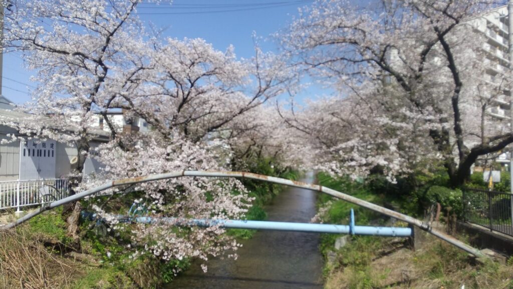 愛知県 名古屋市 北区 後用水跡街園の桜