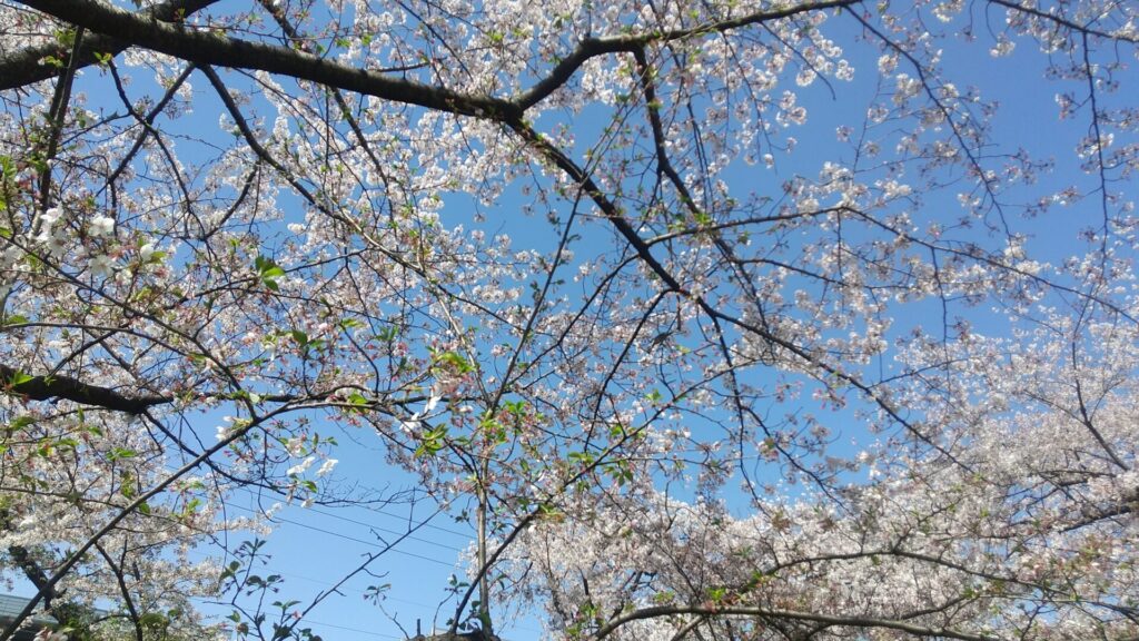 愛知県 名古屋市 北区 後用水跡街園の桜は葉桜に