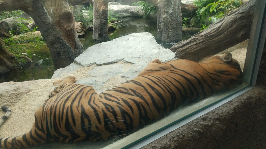 兵庫 神戸 ポートアイランド どうぶつ王国 車椅子 バリアフリー スマトラトラ生態園 トラ