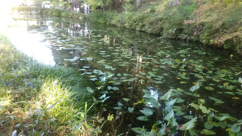 岐阜 関 板取 モネの池