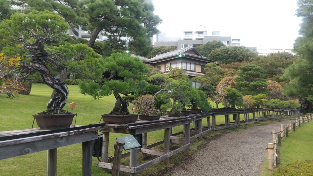 東京 港区 白銀台 レストラン 八芳園 庭園 盆栽