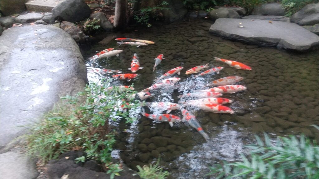 東京 港区 白銀台 レストラン 八芳園 庭園 池 鯉