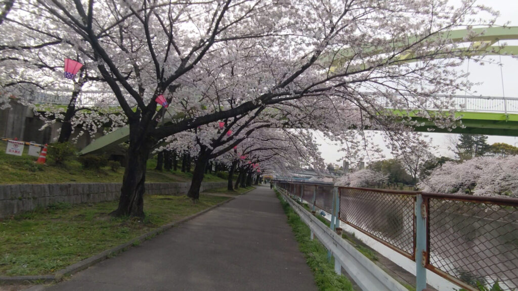 名古屋 荒子川公園 花見 桜 デイキャンプ場 バリアフリー 障害者 車椅子