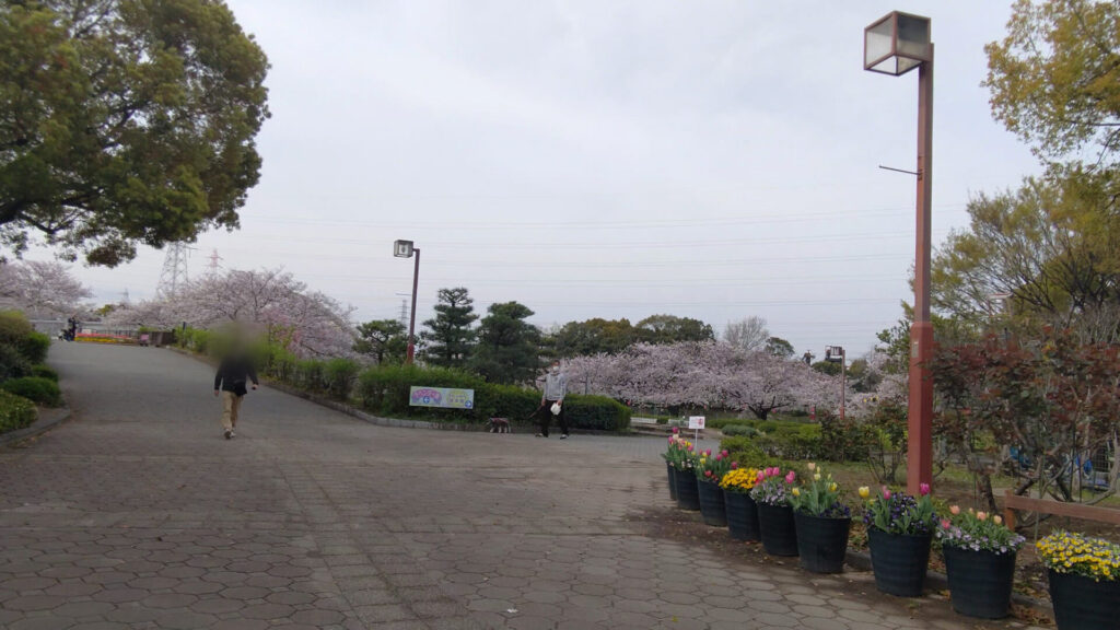 名古屋 荒子川公園 花見 桜 デイキャンプ場 バリアフリー 障害者 車椅子