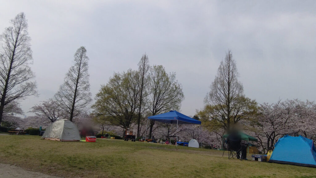 名古屋 荒子川公園 花見 桜 デイキャンプ場 バリアフリー 障害者 車椅子