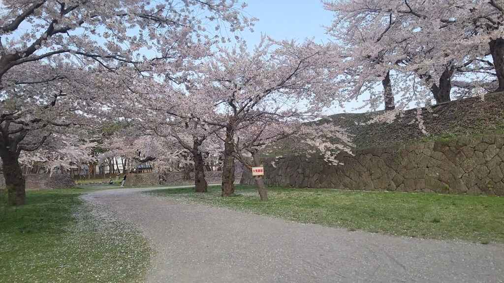 北海道 函館 五稜郭 桜 花見 バリアフリー 障害者 車椅子