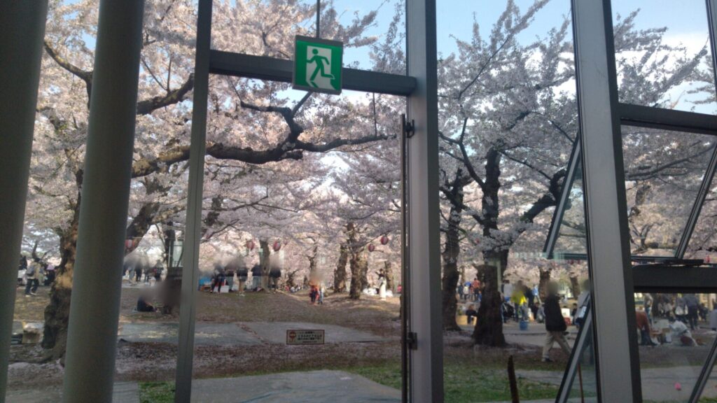 北海道 函館 五稜郭 桜 花見 バリアフリー 障害者 車椅子