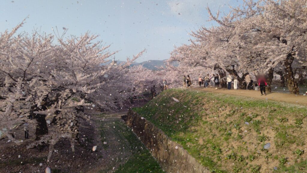 北海道 函館 五稜郭 桜 花見 バリアフリー 障害者 車椅子