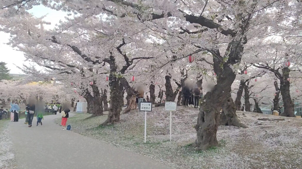 北海道 函館 五稜郭 桜 花見 バリアフリー 障害者 車椅子