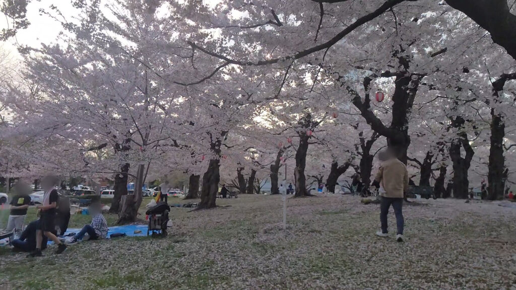 北海道 函館 五稜郭 桜 花見 バリアフリー 障害者 車椅子